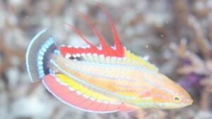 Pink Flasher Wrasse