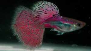Pink Grass Guppy