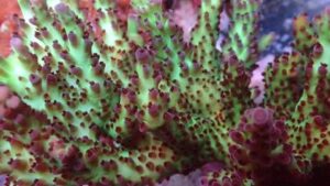 Pink Jade Acropora