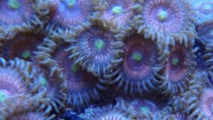 Pink Kush Zoas