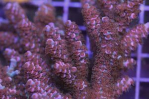 Pink Lady Milli Acropora