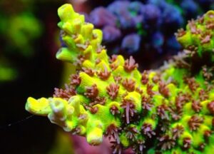 Pink Lemonade Acropora