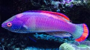 Pink Margin Fairy Wrasse