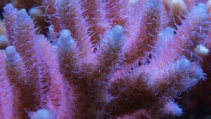 Pink Millepora Acropora