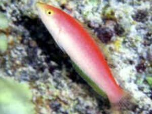 Pink Pencil Wrasse