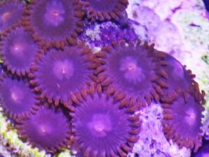 Pink Rays Zoas