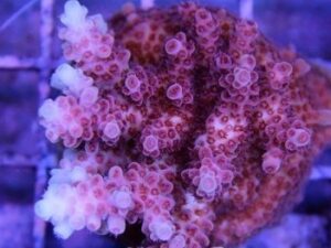 Pink Red Tabling Acropora