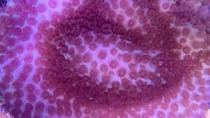 Pink Sandollar Montipora