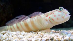 Pink Spotted Watchman Goby