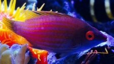 Pink Streaked Wrasse