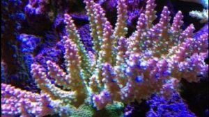 Pink Tip Stag Acropora
