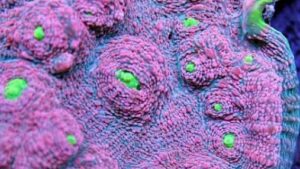 Pink Watermelon Chalice