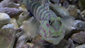 Pink and Blue Shrimp goby