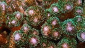 Pink and Green Pocillopora