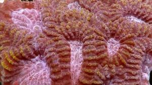 Pink and Purple Pillow Favia