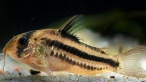 Pink corydoras