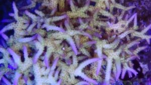 Pink with Green Polyps Birdsnest Seriatopora