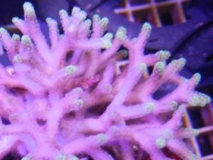 Pink with Yellow Tips Birdsnest Seriatopora