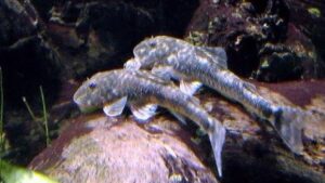 Pitbull Pleco LDA 25