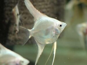 Platinum Angelfish