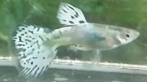 Platinum Grass Guppy