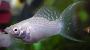 Platinum Lyretail Molly