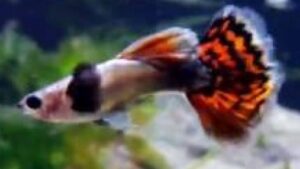 Platinum Mosaic Guppy