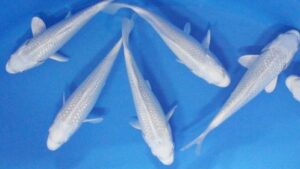 Platinum Ogon High Quality Koi