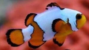 Platinum Percula Clownfish