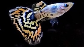 Platinum Tiger Guppy