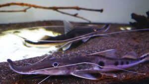 Sturgeon catfish