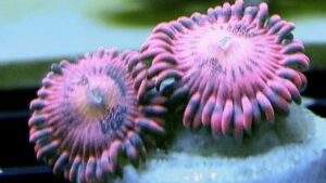 Playboy Bunnies Zoas