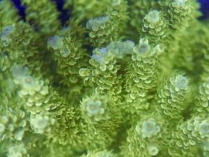 Plutonium Tenuis Acropora