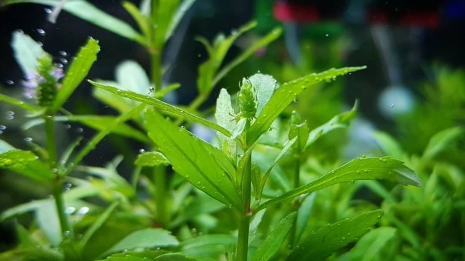 Ten  Saltwater Invertebrates to Avoid