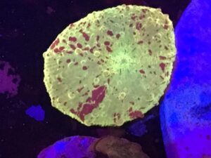 Poletti Lineage Jawbreaker Actinodiscus