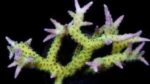 Ponape Birdsnest Seriatopora