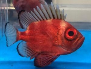 Popeye Catalufa Soldierfish