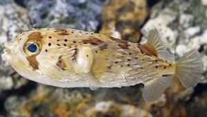 Porcupine Puffer