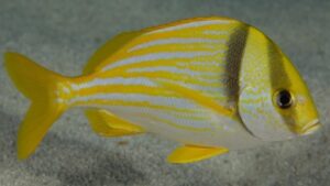 Porkfish