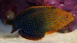 Potters Wrasse