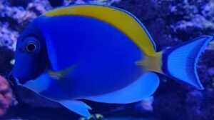 Powder Blue Tang