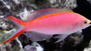 Princess Anthias