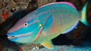 Princess Parrotfish