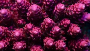 Princess Peach Acropora