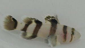 Black Barred Convict Goby