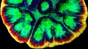 Psycho Rainbow Rim Favia