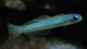 Green Dartfish