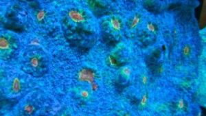 Pumpkin Patch Chalice