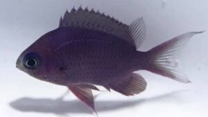 Purple Chromis
