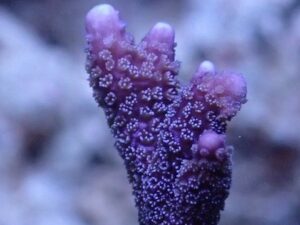 Purple Branched Monti